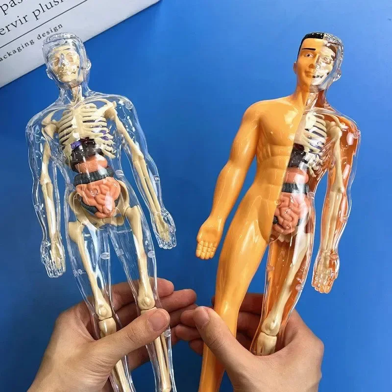 Human Skeleton Anatomy Model Children's Learning Organs Toys 3D Puzzle Mannequin