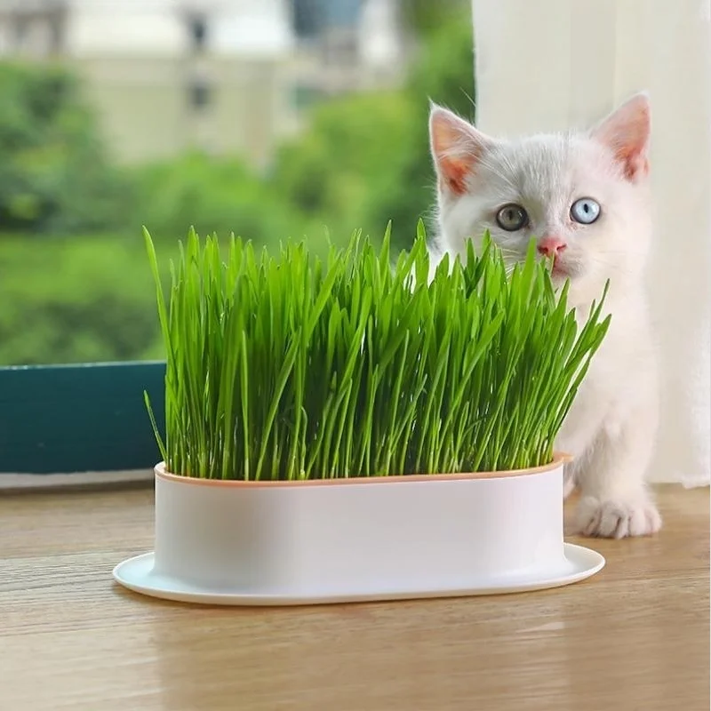 Cat Snack Cat Mint Planting Hydroponic Box Cat Grass Pot Color Contrast Hydroponic Cat Grass Box Set Catgrass Planting Bowl