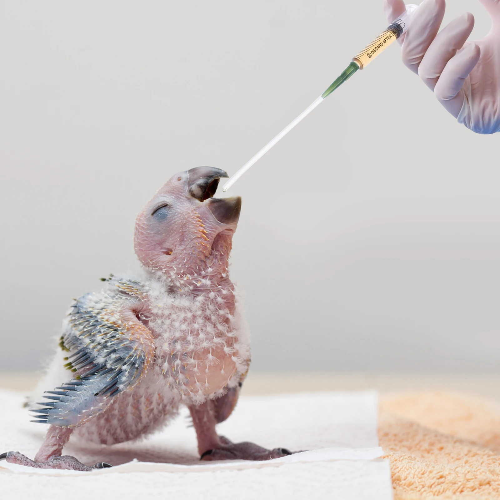 

3Pcs Birds Feeding Tool Soft Food Grade Hose Young Birds Medicine Supply Parrot Feeding Device Bird Supplies Small Bird Feeder