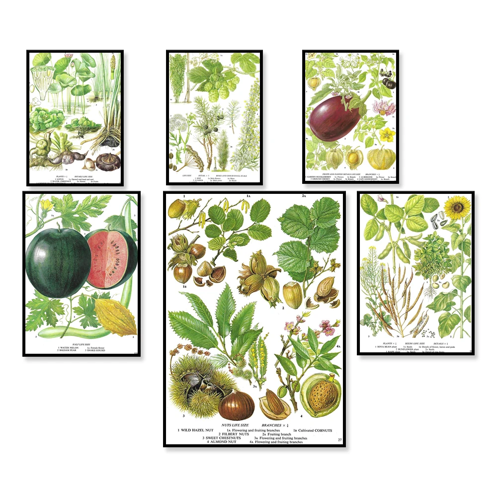 Plant Jackfruit - Aubergine, Pianta all'uovo, Mirtillo, Huckleberry, Jamberry,