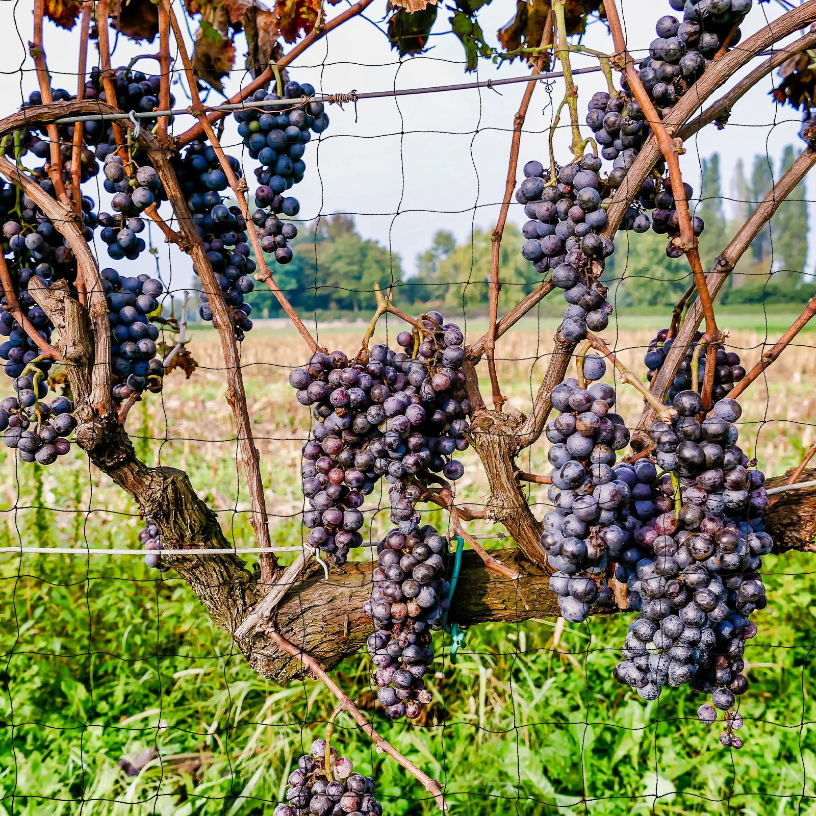 

Bird Net Nylon Thickened Anti Bird Netting Garden Fencing Animal Barrier Fence Yard Orchard Protection Garden Fence