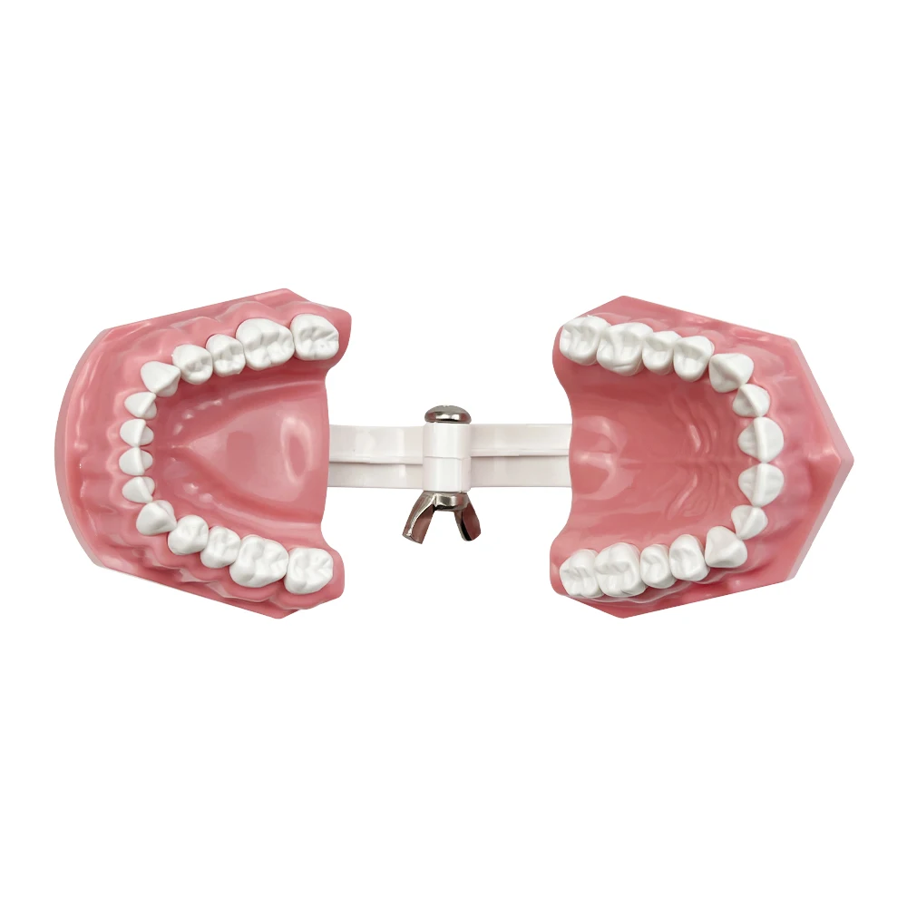 1pcs Dental Teaching Standard Teeth Care Model With 28 Teeth Demonstration Teeth Model For Oral Medical Education Tools