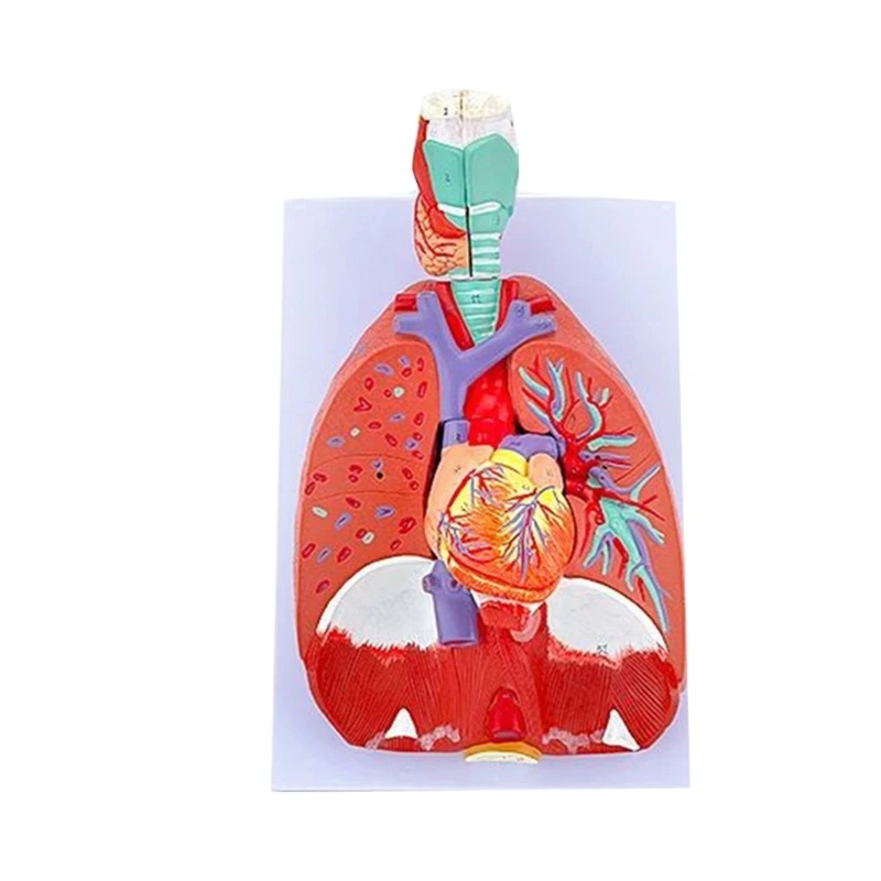 

Human Anatomical Lung Model for Disease Study, Heart Lung Throat Model Anatomy Shows Details of Lung Trachea System