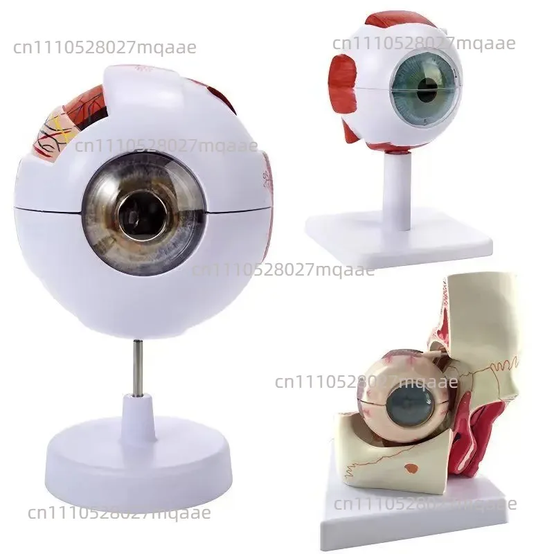 for 1:6 Eyeball Anatomy Model for Eye Diseases Study Human Eye Anatomy Model Eye Anatomy Model