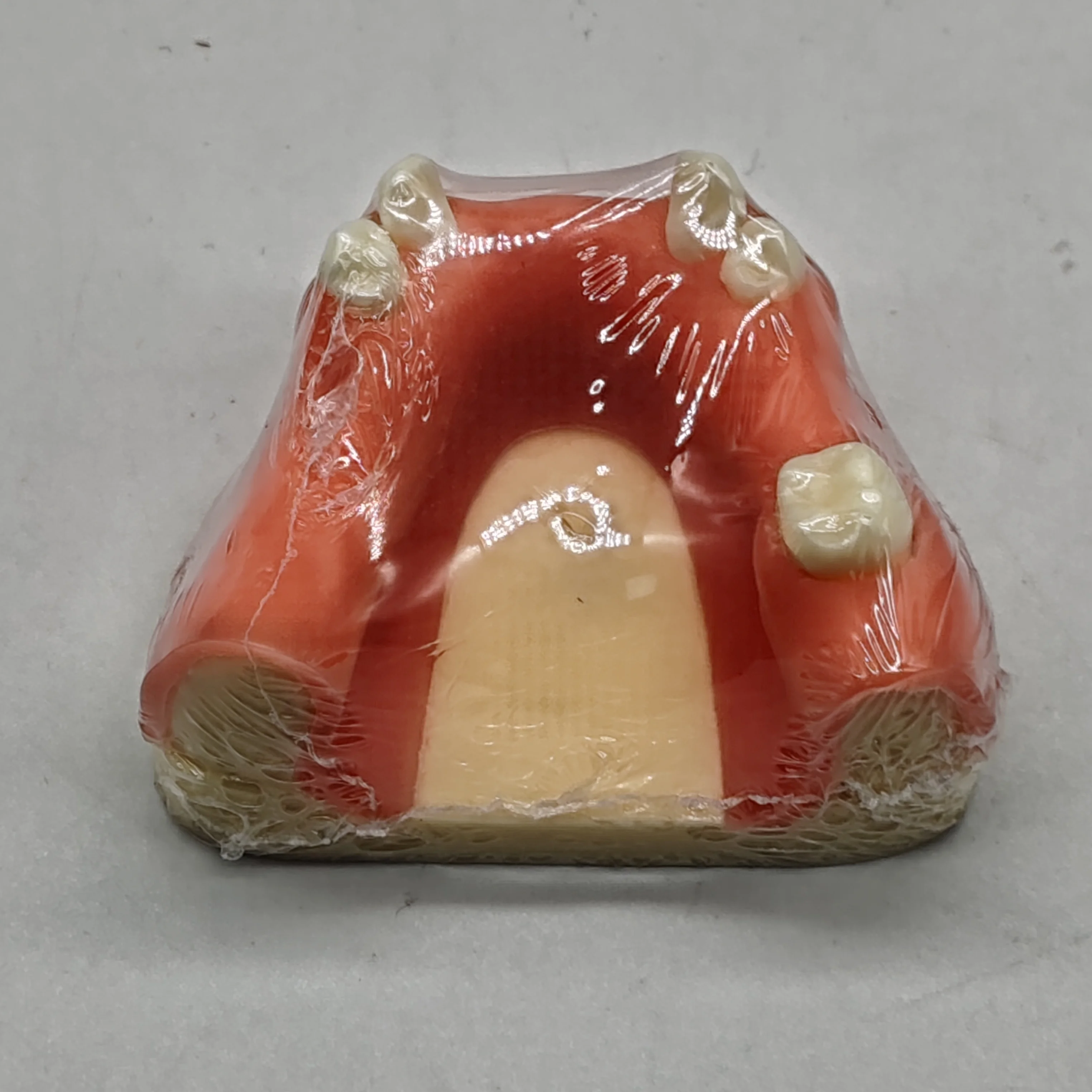 M2004 Dental Implant Practice Model