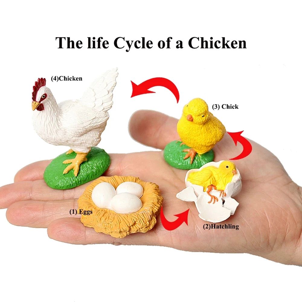 Butterfly Growth Cycle Spider Plastic Models Chicken Simulation Animals Growth Cycle Model Life Cycle Figurine Action Figures