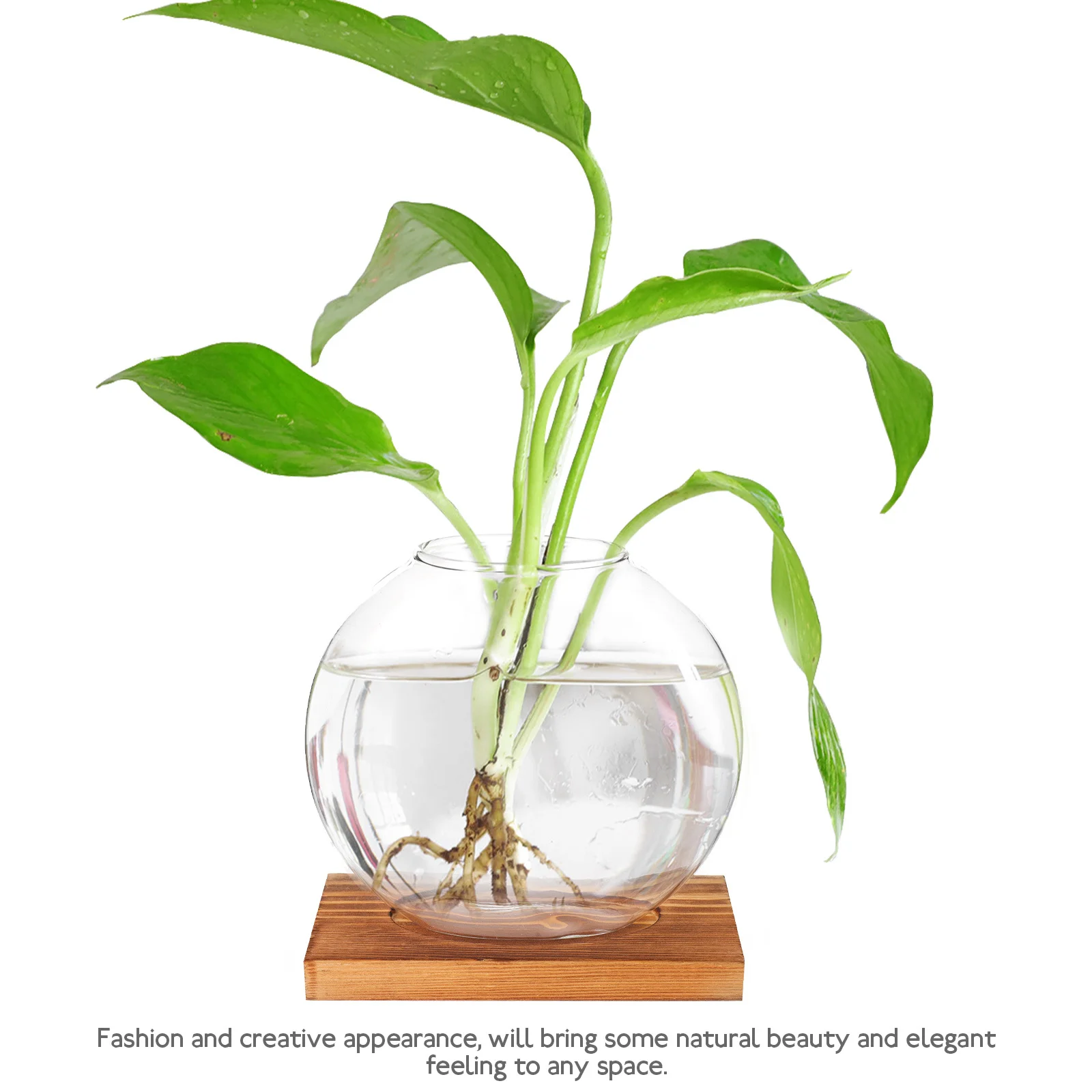 

Glass Hydroponic Flower Vase with Wood Base Simple Design Desktop Ornament for Home Office Decor Scindapsus Aureus Vase