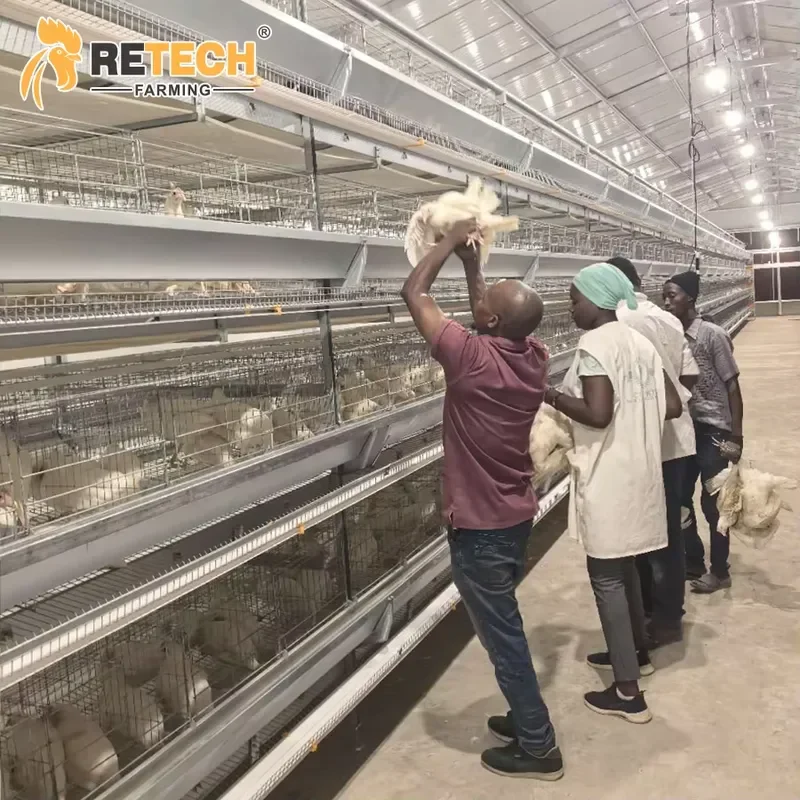 H Type Automatic Layer Cages for Kenya Egg Chicken Poultry Farm Equipment