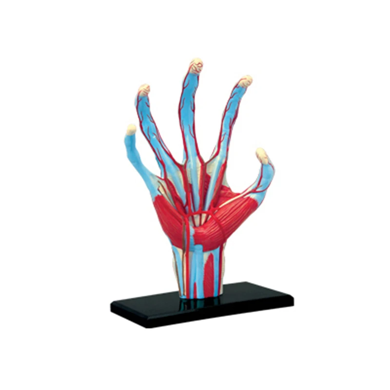 Hand 4d Master Puzzle Assembling Toy Human Body Organ Anatomical Model Medical Teaching Model