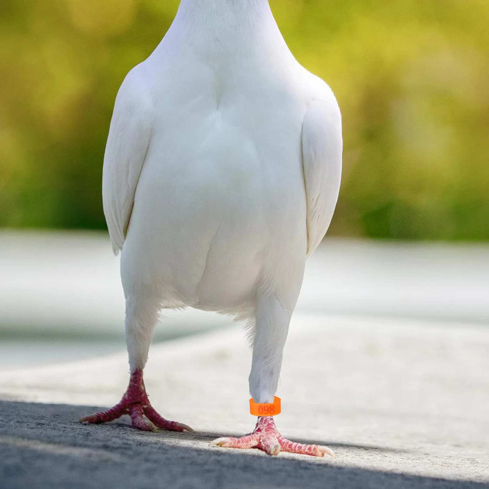 

100Pcs Plastic Bird Leg Bands Numbered Identification Rings for Pigeons Quails Marker Tools 001-100