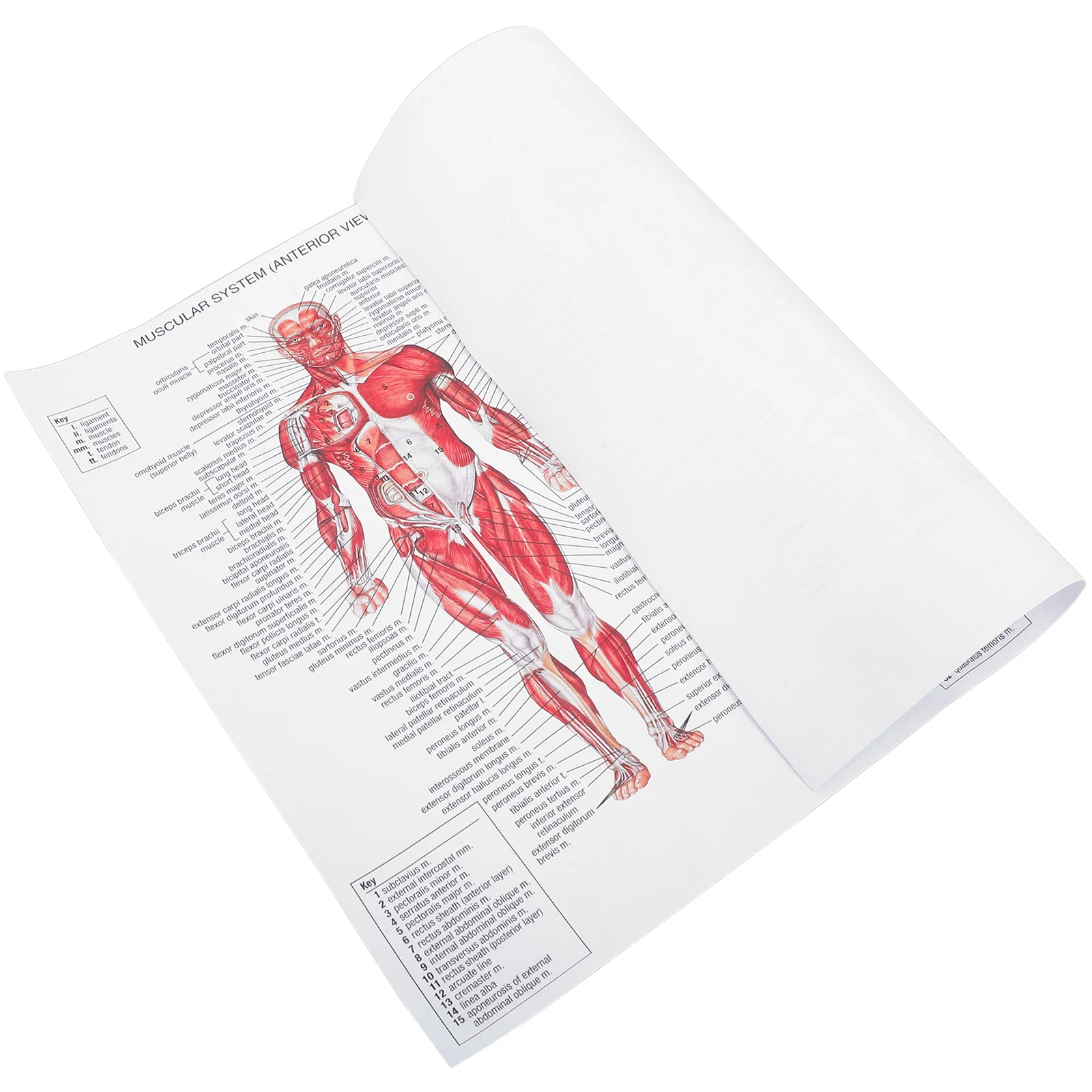 

Human Muscular System Canvas Poster Anatomical Hanging Picture Room Decoration for Home School Hospital Restaurant (44x33cm)