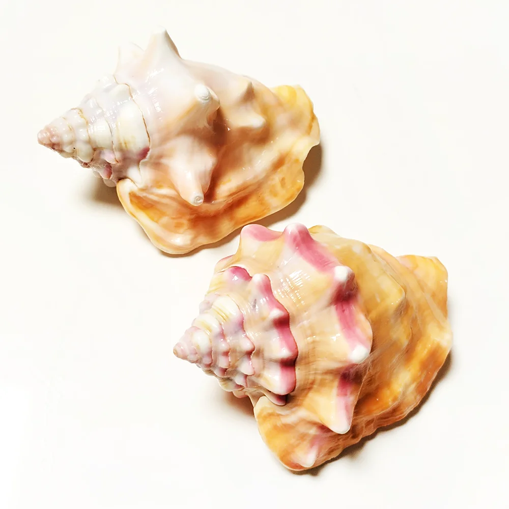 2 PC Pink Fighting Conch Natural Sea Shells Wedding Home Decorations Fish Tank Vase Filler (7cm-9cm)