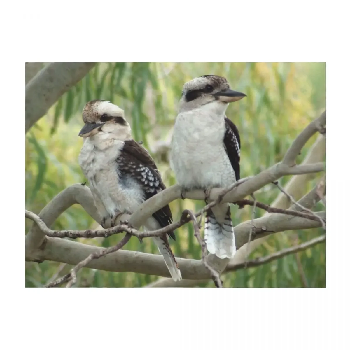 

Kookaburra sits in the old gum tree Throw Blanket Personalized Gift Flannel Hairys Furrys Blankets