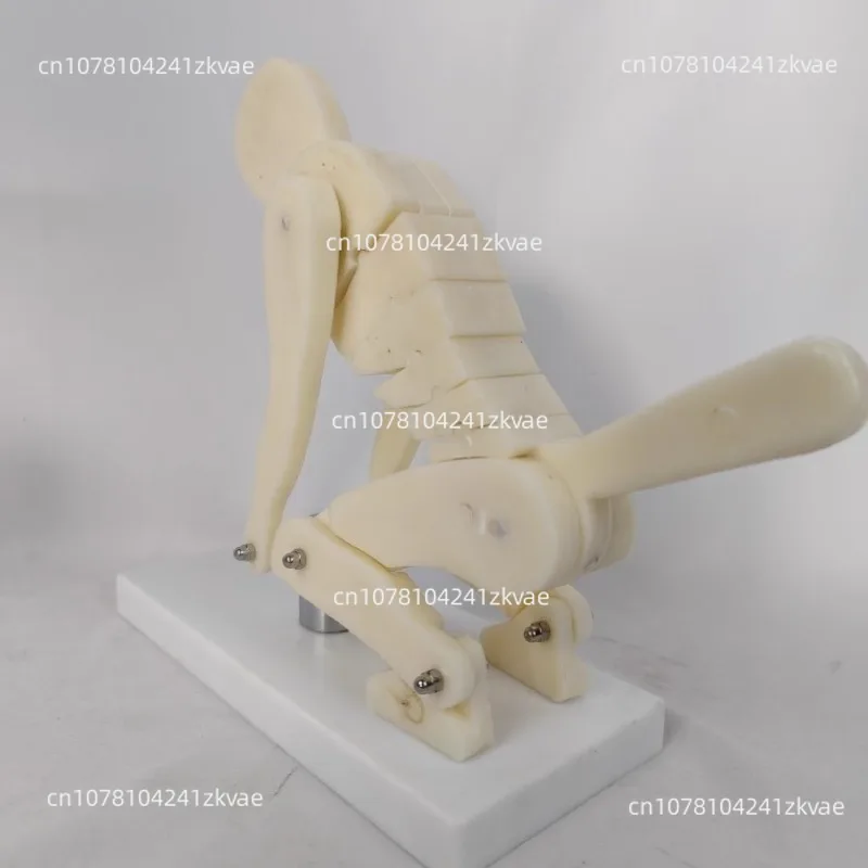 

Fo Human body bending weightlifting spinal force demonstration model correct posture demonstration lumbar spine