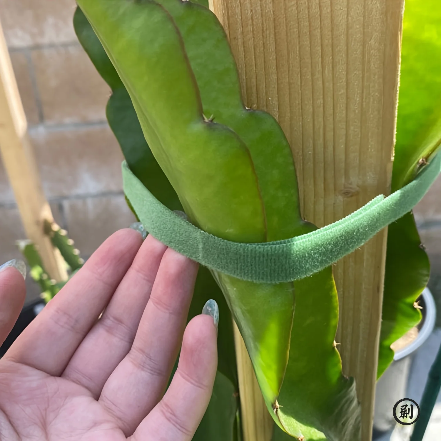 2 متر العلاقات نبات النايلون النبات ضمادة هوك التعادل حلقة قابل للتعديل دعم النبات قابلة لإعادة الاستخدام السحابة الشريط للمنزل إكسسوارات الحديقة #4