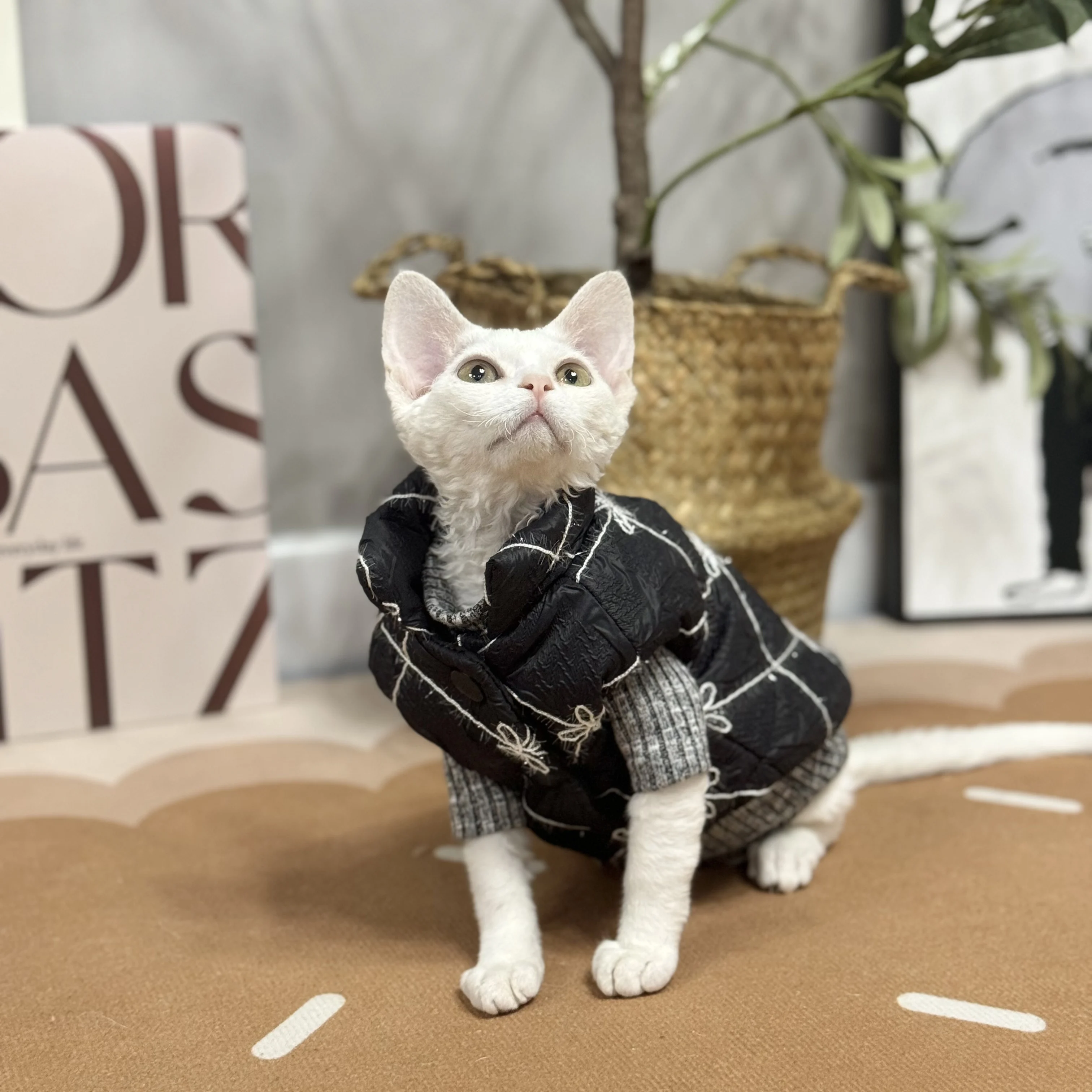 Veste en coton à carreaux noir imbibé pour chat Sphynx, optique d'hiver, pull chaud pour chatons, manteau en dentelle douce pour Devon Rex