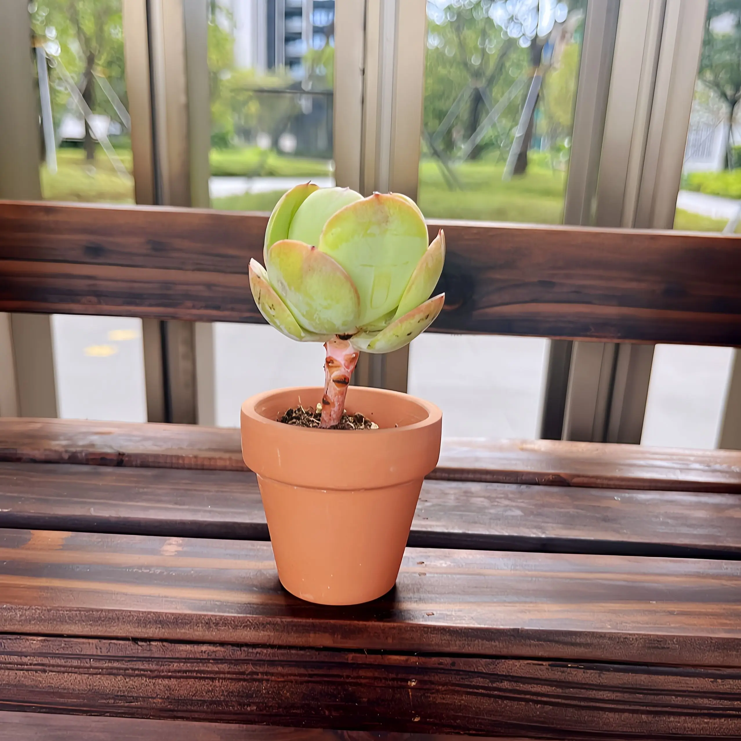 10 قطع 2.2 بوصة أوعية تيرا كوتا زارع الفخار وعاء زهور الصبار وعاء عصاري مع فتحة تصريف-رائع للنباتات والحرف اليدوية #3