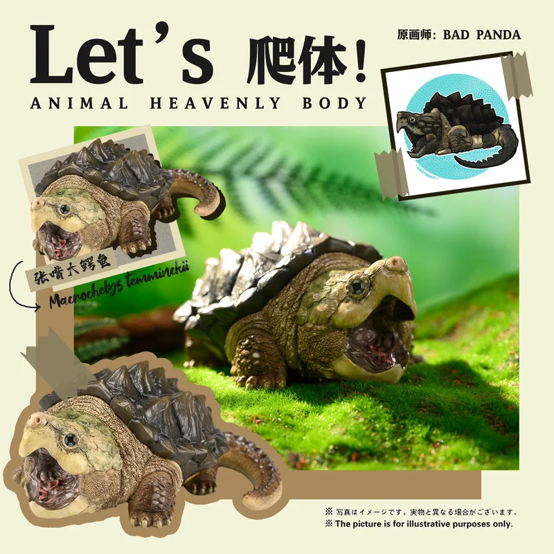 

Animal Model Collection Ornaments Animal Planet Xbadpanda Let’S Reptile Series No. 1 Snapping Turtle Adult Figure Gift