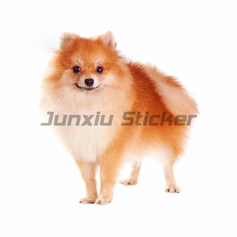 

Beautiful Animal Pomeranian Dog Car-Stickers Car Bumper Car Styling Decoration Door Vinyl Waterproof Stickers