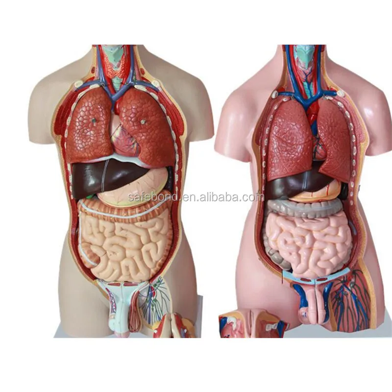 Human Anatomy Organs Model Half Body With Head