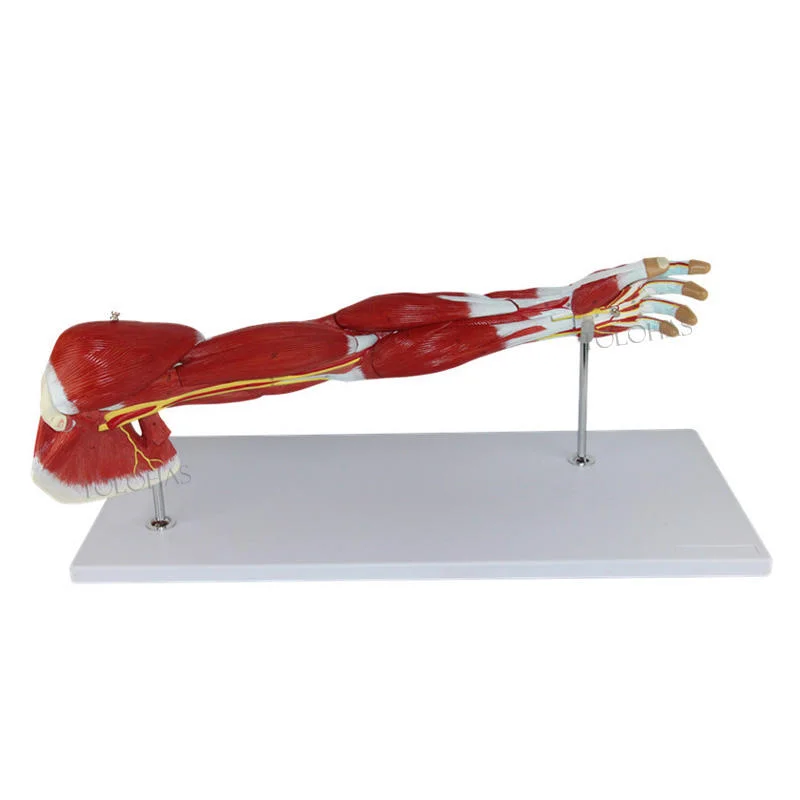 

Подробная анатомическая модель мышц верхних и нижних конечностей — медицинский обучающий инструмент премиум-класса для студентов-анатомии