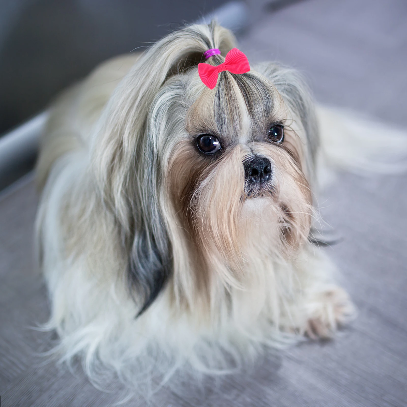 

16 Pcs Pet Head Flower Hair Ties Bows for Dogs Puppies Small Girl Dog Toddler Elastic Band Cat Christmas Kitten Rubber Holder