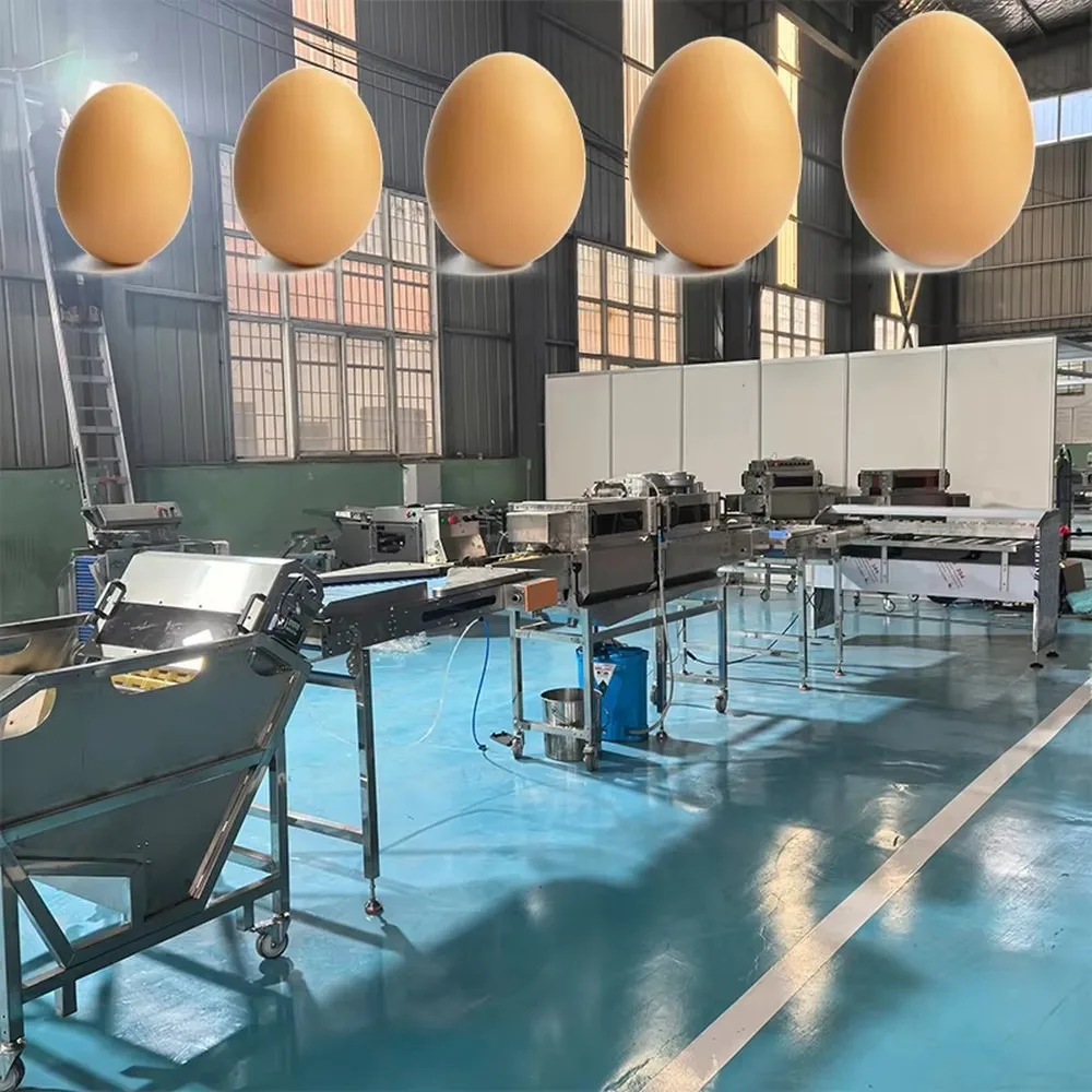 Fully Automatic Chicken Egg Sorting Machine Egg Tray Production Line Efficient Farm Egg Size Grading Equipment