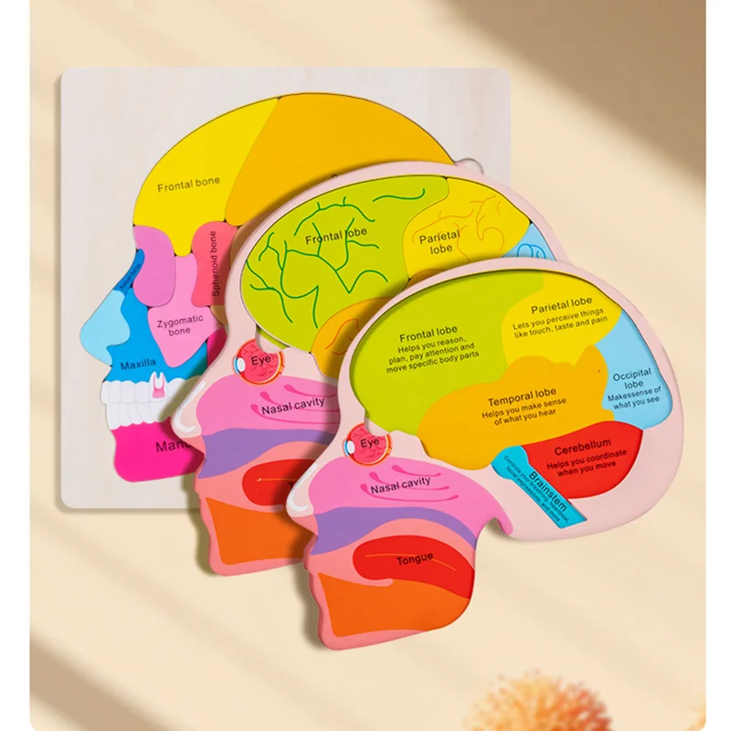 Quebra-cabeça de estrutura cerebral de 3 camadas para crianças, brinquedos educativos de aprendizagem, madeira montessori, materiais de biologia, jogo de coordenação mão-olho