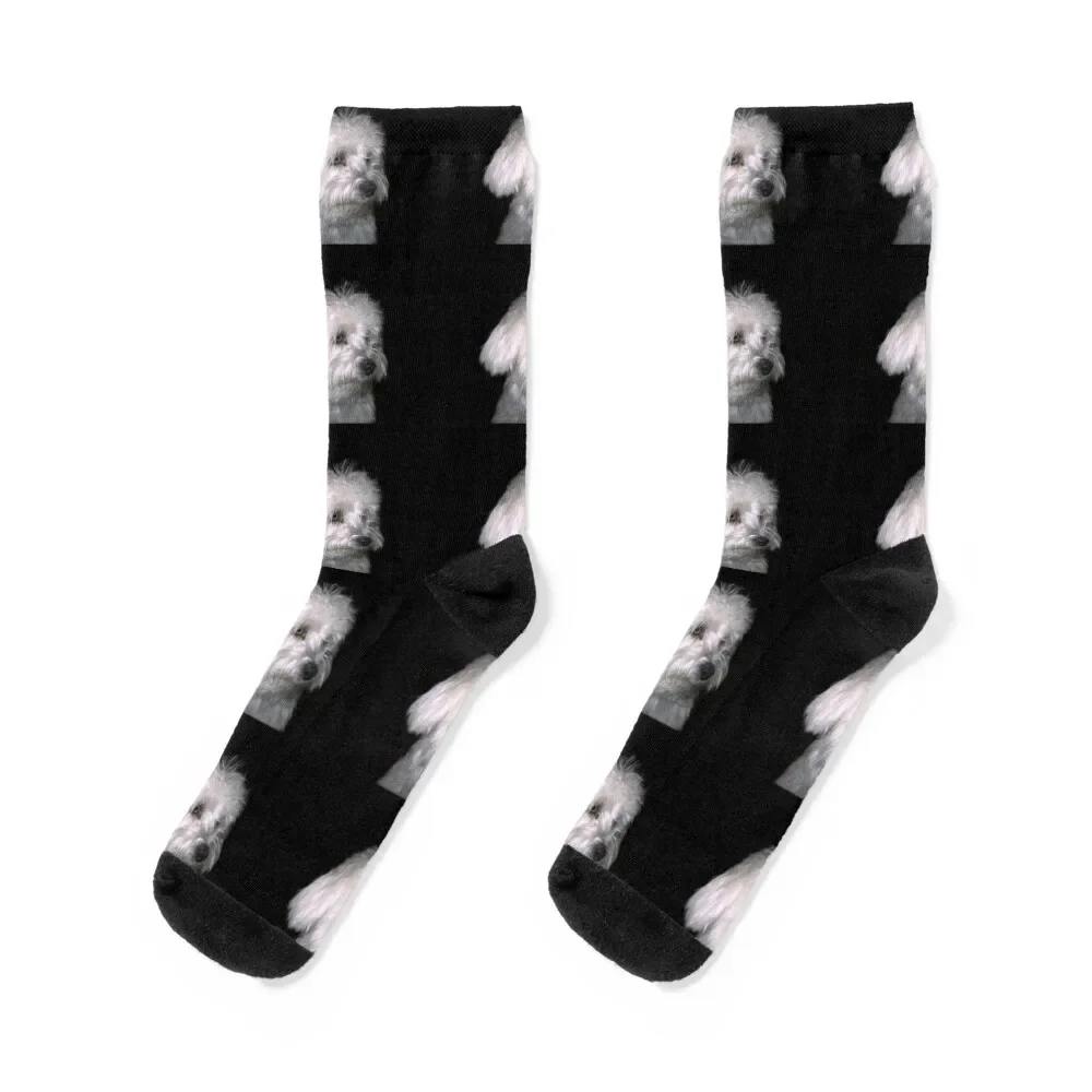 Maltese Socks with print Argentina happy designer Woman Socks Men's