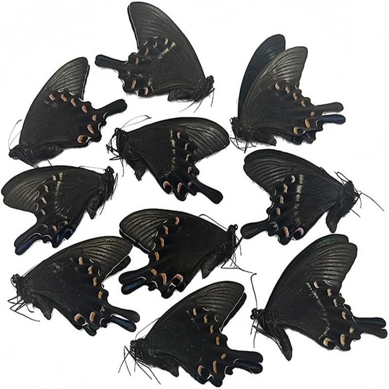 yZ[z10 O[xg WFChW{ {̒W{ DIY NGCeBu t[Mtgp (HLĂȂ)