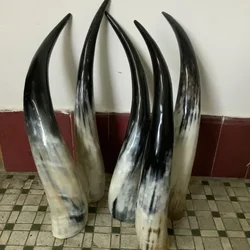 Yak Horn Cow Horn Station, Ornaments, Pendant, Home Decor, Fengshui
