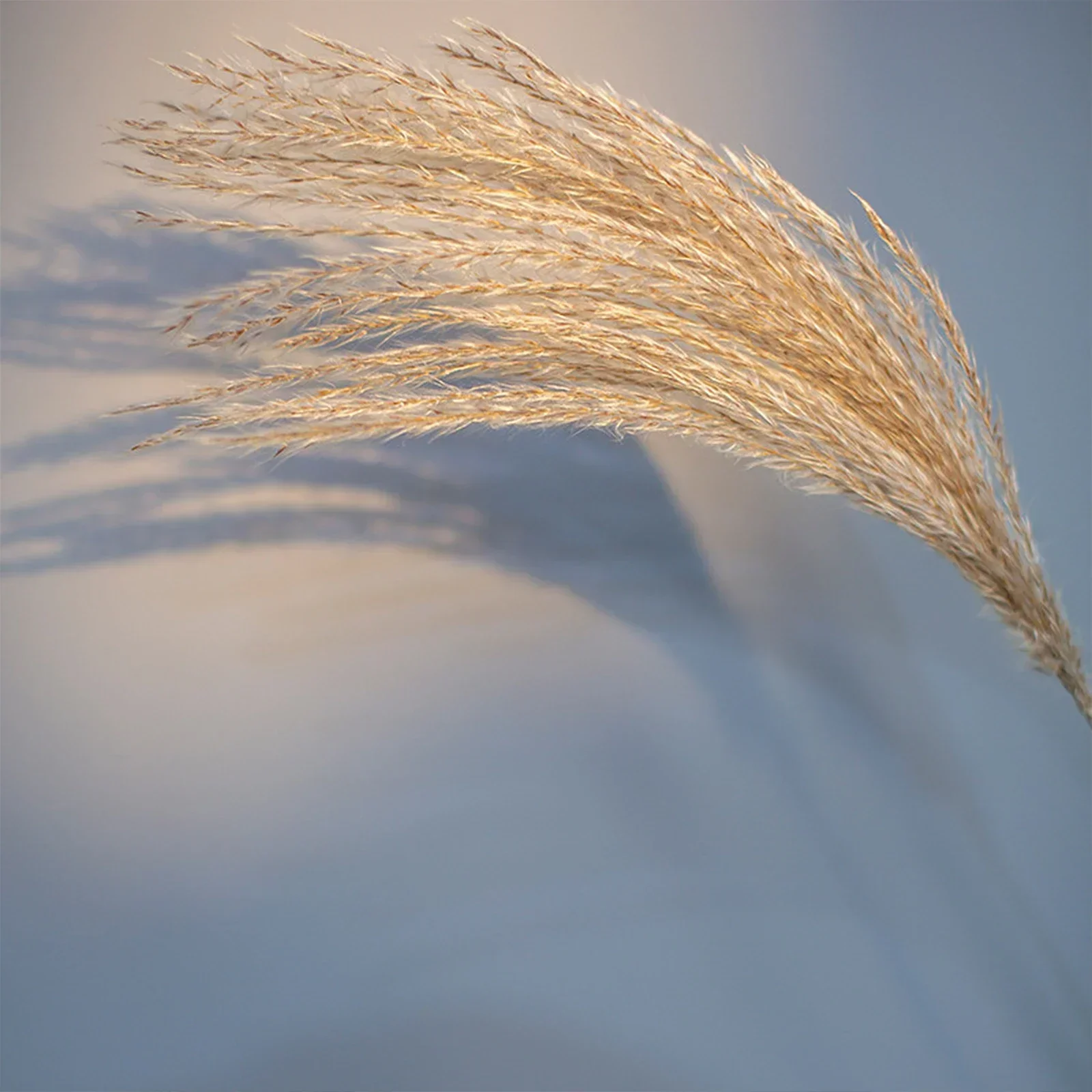 Artificial Flowers Pampas Grass Decor Tall Phragmites Plants Home Decoration 20pcs Reed Photography Prop Fake Flower view 4