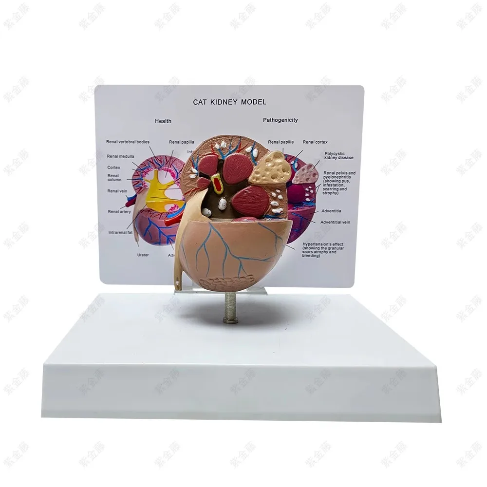 Cat kidney pathological health anatomical model feline pet teaching AIDS Veterinary medical model