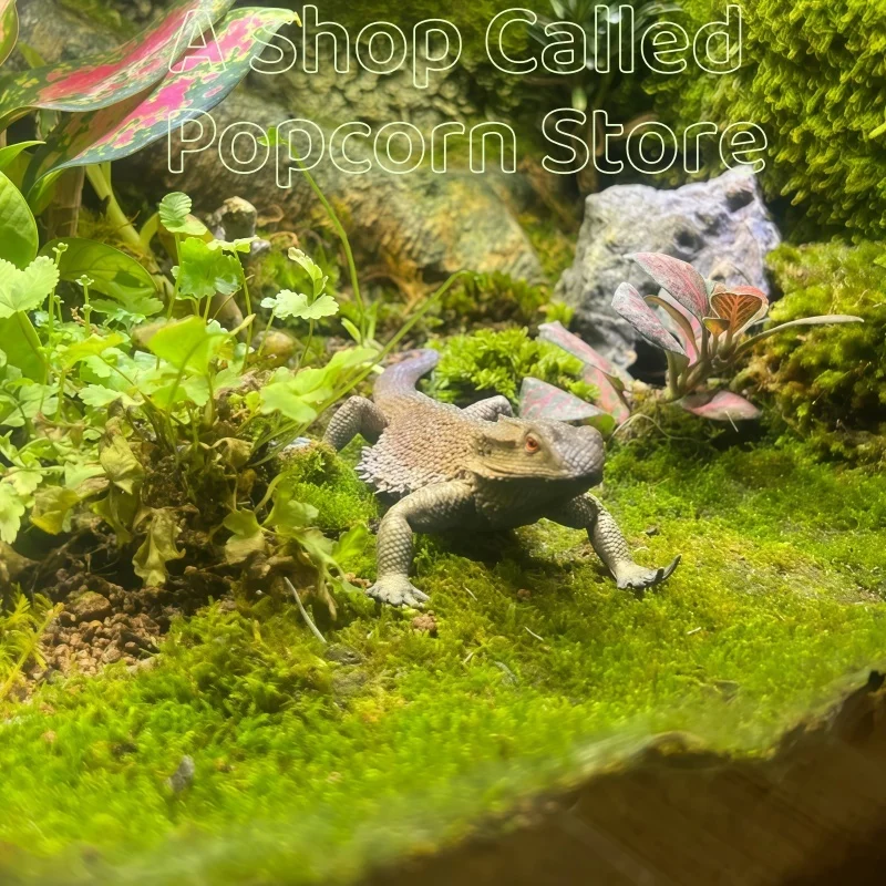 

В наличии твердые детские реалистичные игрушки с животными, модели дикой природы, центральный бородатый дракон, ящерица | Декоративный подарочный предмет Educa Tional