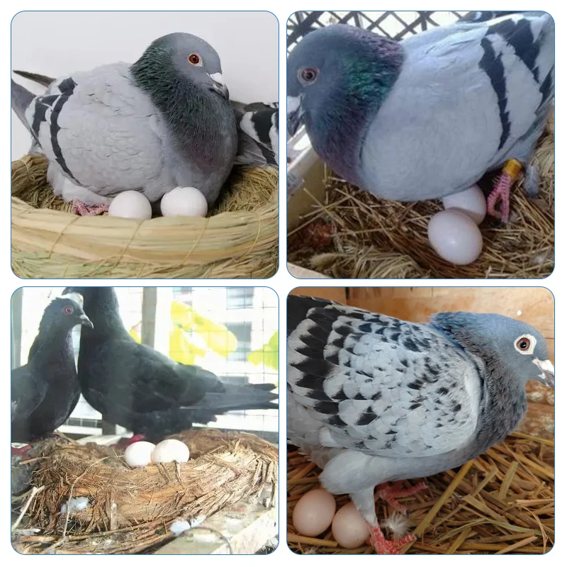 10pc Pigeon False Eggs Filled Plastic Simulation For Hatch Breeding Supplies False Eggs for Racing Pigeons Breeding Supplie