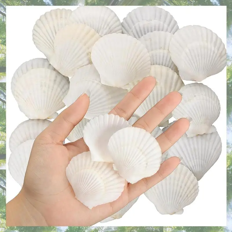 Premium-40PCS Natural Scallop Shells 1.4-2.4Inch White Small Sea Shells For Crafts Crafting Shell Bulk Real Seashells