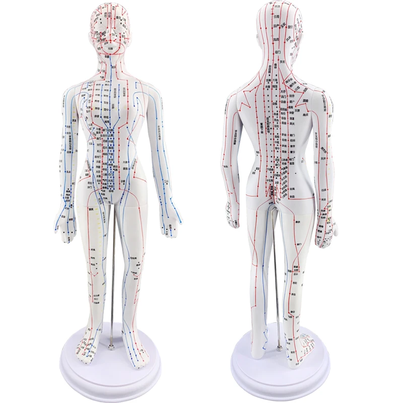 Acupuncture point mannequin male 50cm female 48CM.