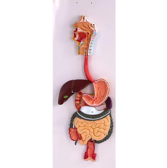 Human Digestive System Anatomy Model with Liver Stomach Intestine for Medical Teaching