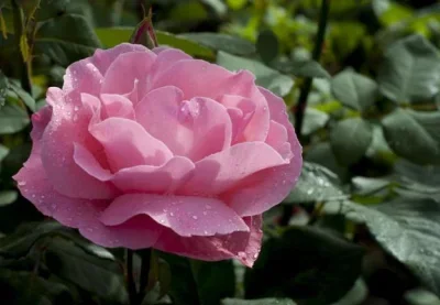 

4pcs 135mm 2.6" Metal Beadlock Wheel Rim Rubber Tire Set for 1/8 1/10 RC Crawler Car Axial SCX10 Wraith RR10 Capra TRXS TRX4