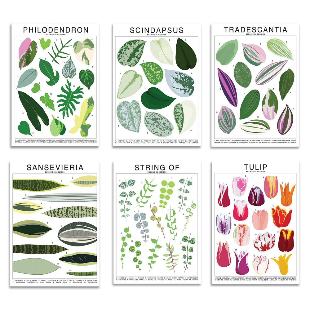Identificación de plantas tropicales, especies de plantas saxifragas, tulipán, especies de plantas alocasia, póster informativo de hojas de plantas de interior