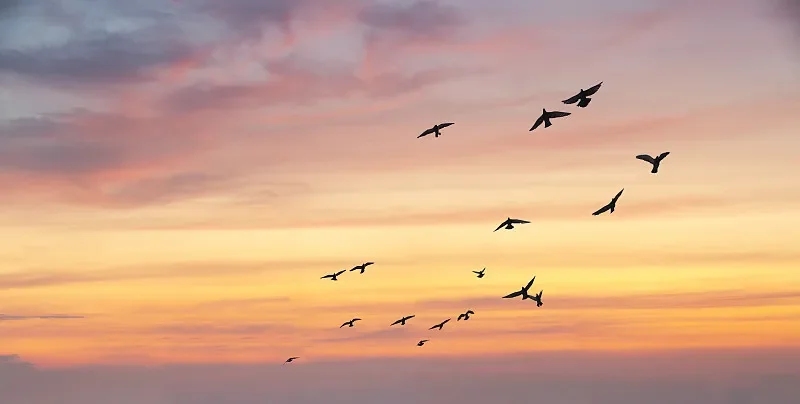 

Приемник BAYCK ELRS NANO — двухдиапазонная, Т-образная антенна 915 МГц/2,4 ГГц, обновление Wi-Fi для дронов дальнего действия RC FPV