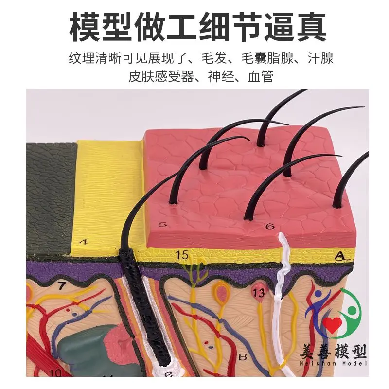 Human Skin Tissue Structure Enlarged Model, Skin Section Anatomical Model Cosmetic Plastic Surgery, Skin Micro-plastic Surgery