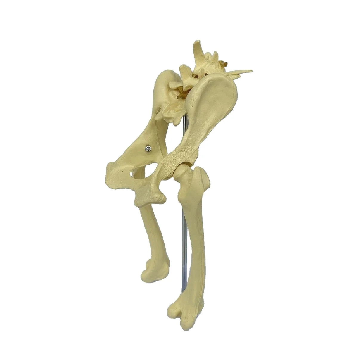 Dog hip joint skeleton model Veterinary Demonstration Skeleton canine Lab Skeleton Anatomy Model Kit