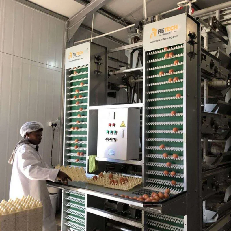 

Chicken Layer Automatic Battery Cage System Poultry Farming