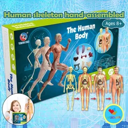 Brinquedos educacionais STEM para crianças, 3D Body Puzzle, Modelo Humano, 8 +