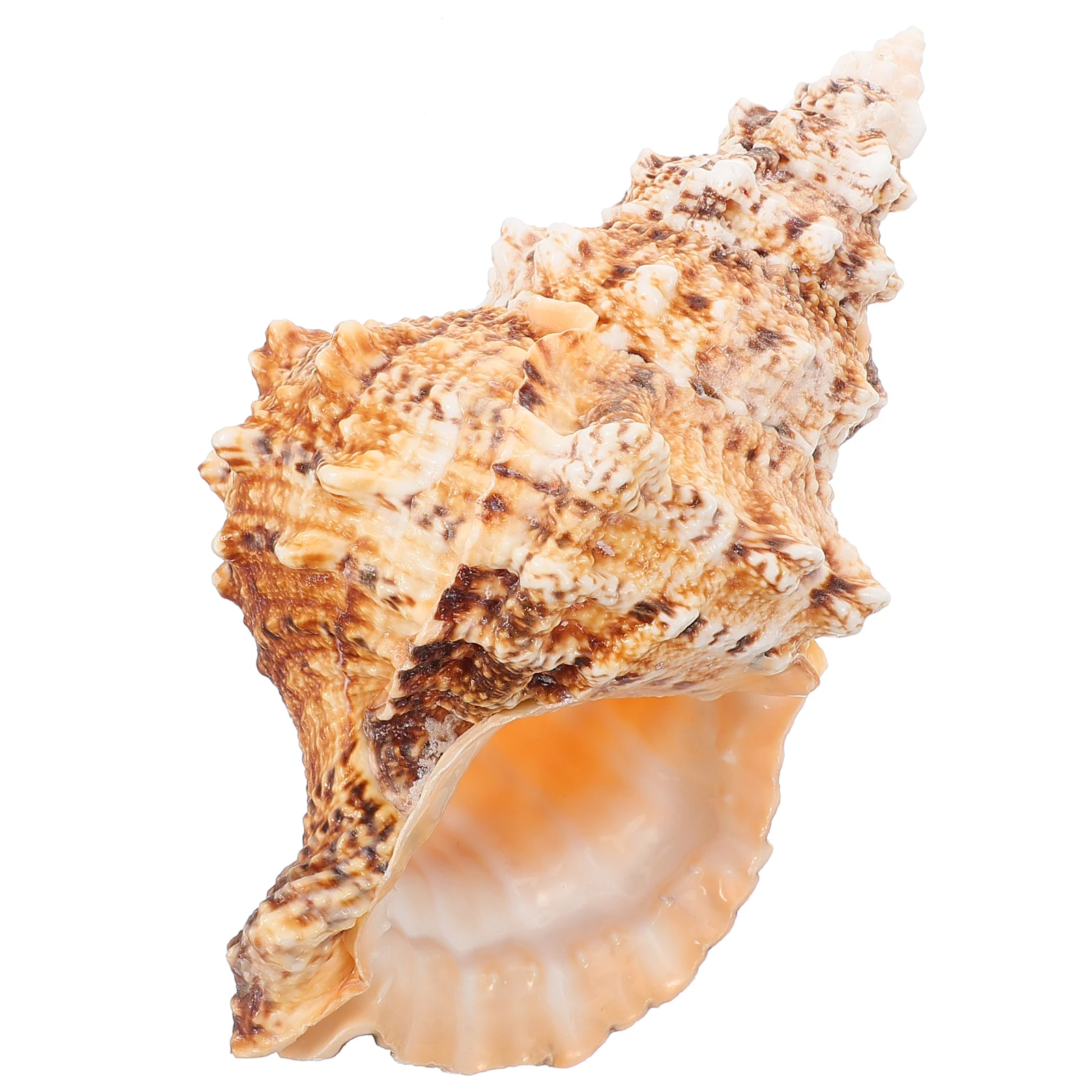 

Natural Conch Vase Chic Desktop Plant Pot Flower Planter for Living Room Office Garden Decoration Fish Tank Ornament