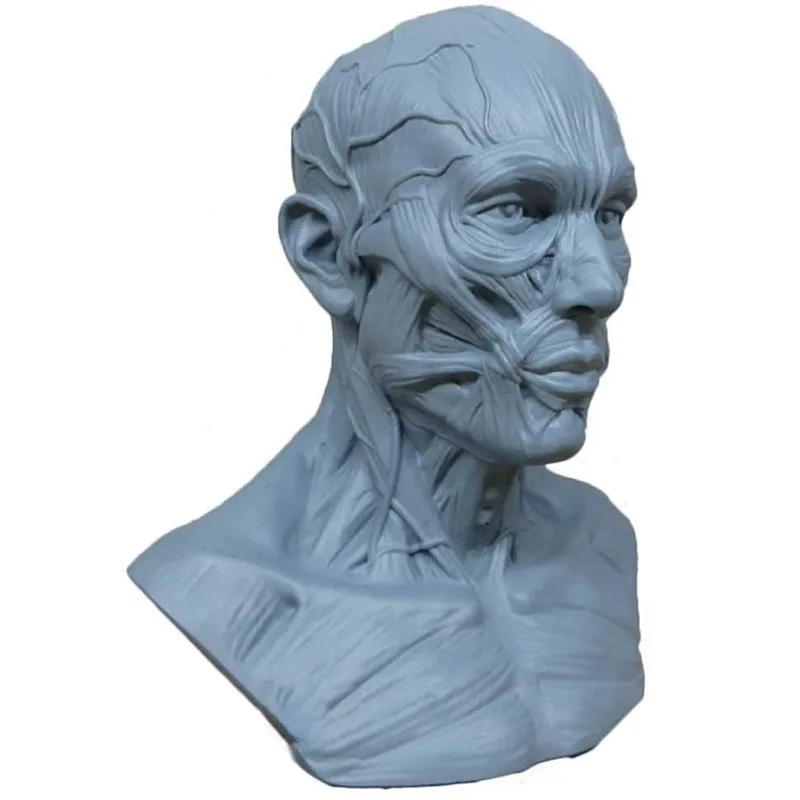 Human Muscle Skeleton Head Model Muscle Head Skull Anatomy Sculpture Art Sketch Medical Learning supplies