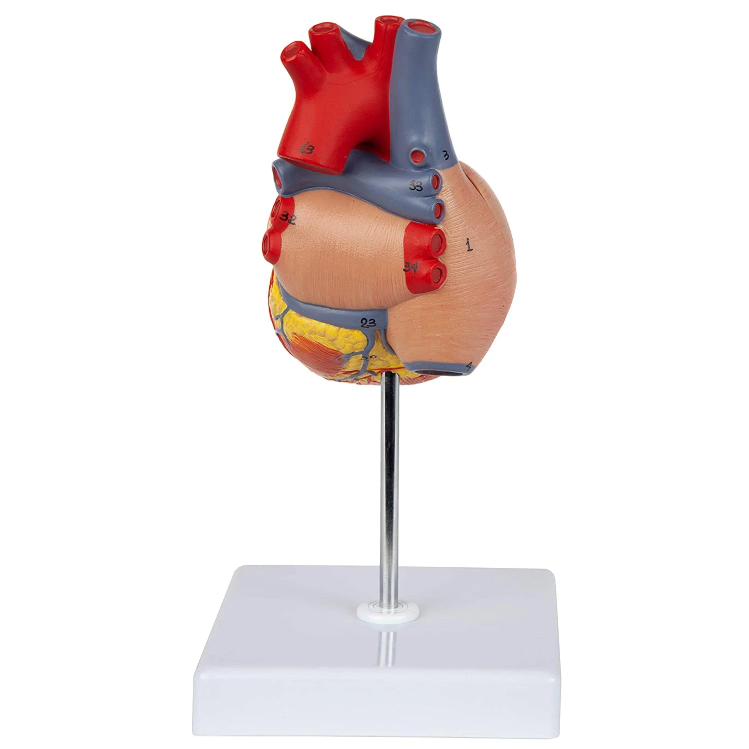 Heart Model, 2-Part Deluxe Life Size Human Heart Replica with 34 Anatomical Structures, Includes Mounted Display Base