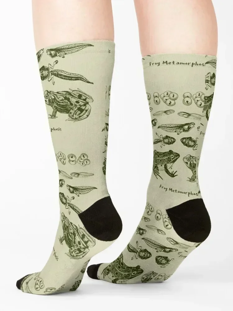 علم الأحياء العتيق: تحول دورة حياة الضفدع من العلجوم إلى الشرغوف لعشاق العلوم وجوارب عشاق التاريخ الطبيعي