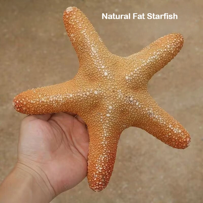 

Натуральная раковина, толстая морская звезда, образец декоративного орнамента, коллекция домашнего ландшафтного дизайна, украшение, реквизит для съемки, морская звезда